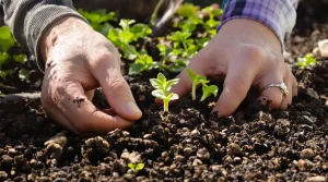 Ces légumes anciens à semer dès février rendent votre potager plus résistant et vous en avance sur 90 % des jardiniers