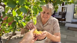 Citronnier qui ne donne rien : enterrez ce déchet de cuisine au pied pour le couvrir de fruits