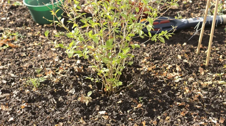 Le fruitier le plus simple du jardin : même sans main verte, il offre de belles récoltes Le fruitier le plus simple du jardin : même sans main verte, il offre de belles récoltes