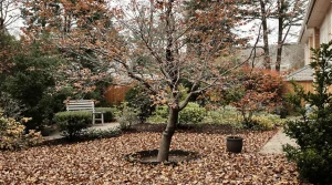Ce fruitier méconnu d’Asie supporte -15 °C : planté maintenant, il donne des récoltes spectaculaires dès l’automne