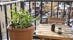Cette plante remplace les cubes de bouillon et se cultive en pot à la période idéale